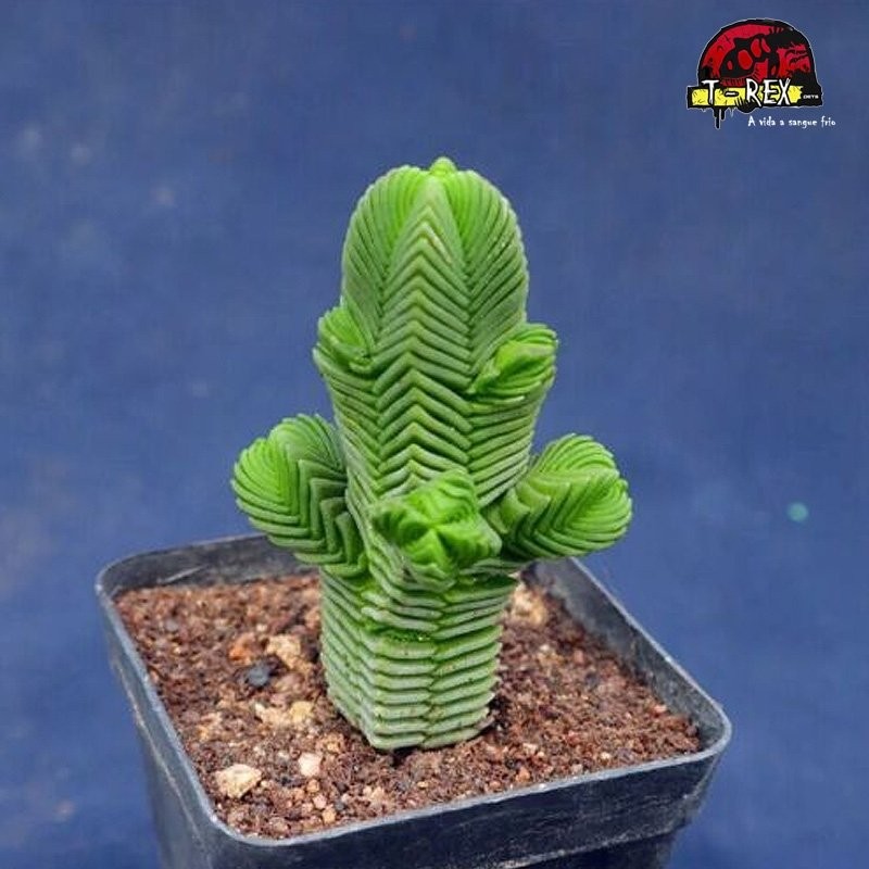 comprar suculenta Quadrangularis