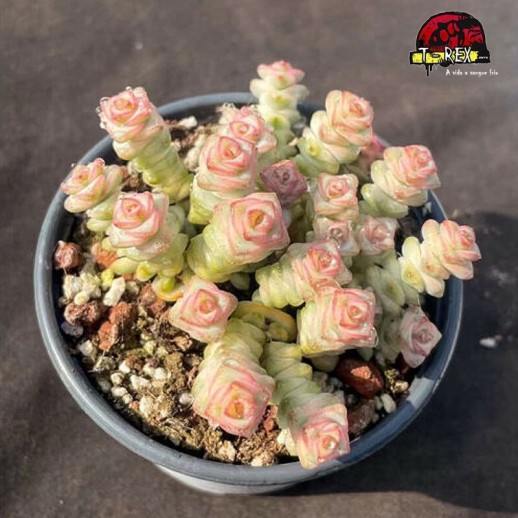 comprar suculenta rara