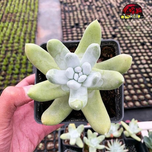 comprar suculenta rara