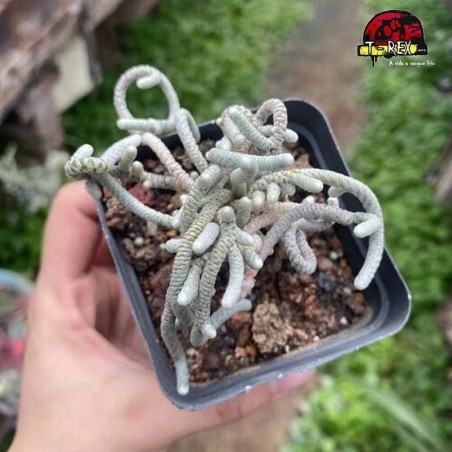 comprar suculenta rara
