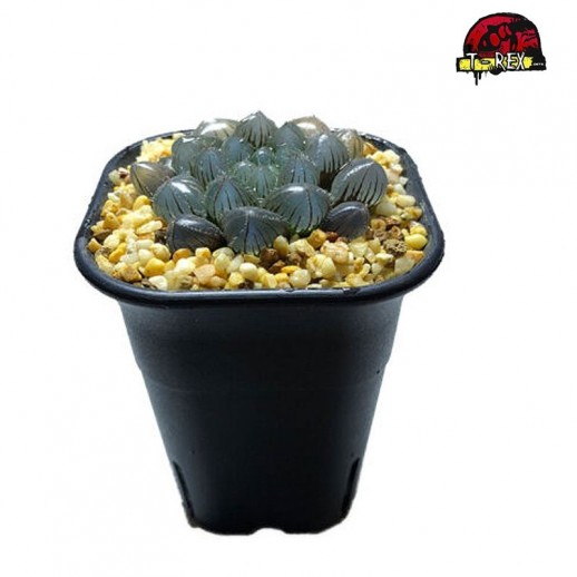 comprar suculenta rara