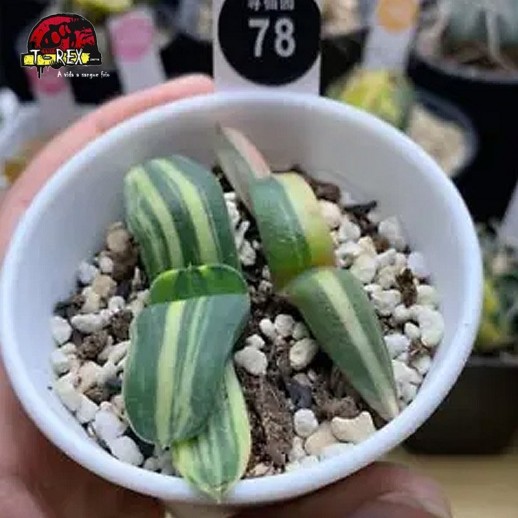 comprar suculenta rara