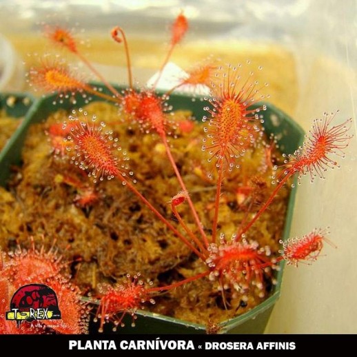 Muda de Drosera Affinis