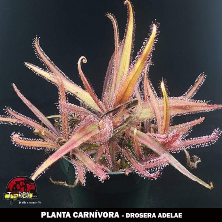 comprar planta carnivora