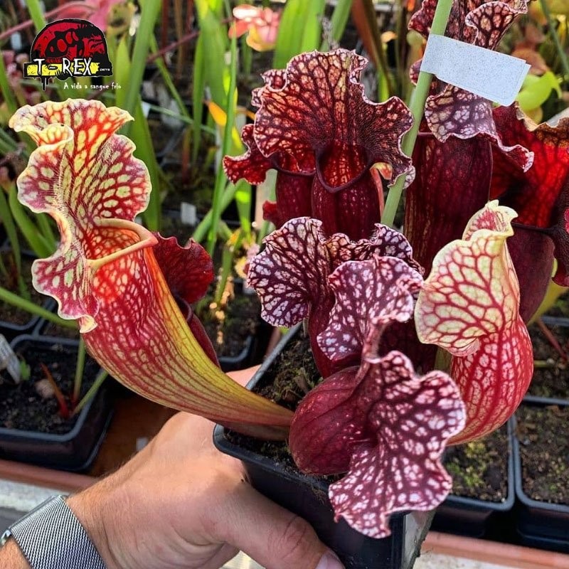 planta carnivora sarracenia montana