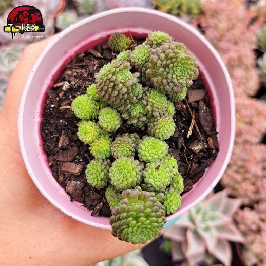 Muda De Suculenta Monanthes...
