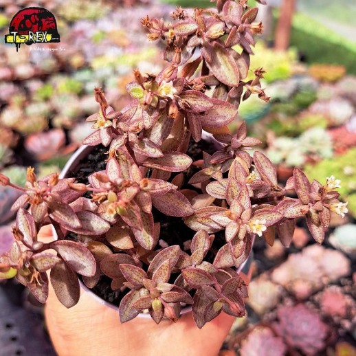 Muda De Suculenta Crassula...