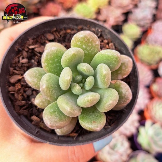 Muda De Suculenta Echeveria...