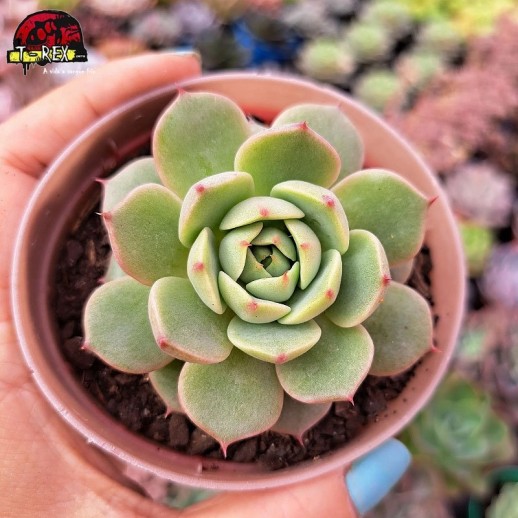 Muda De Suculenta Echeveria...
