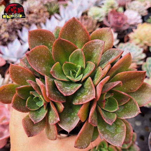 Muda De Suculenta Echeveria...