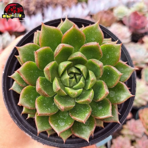 Muda De Suculenta Echeveria...