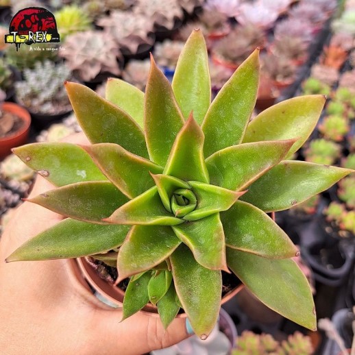 Muda De Suculenta Echeveria...