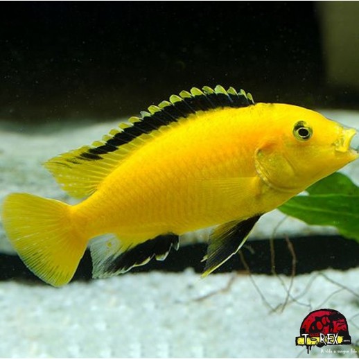 LABIDOCHROMIS AMARELO