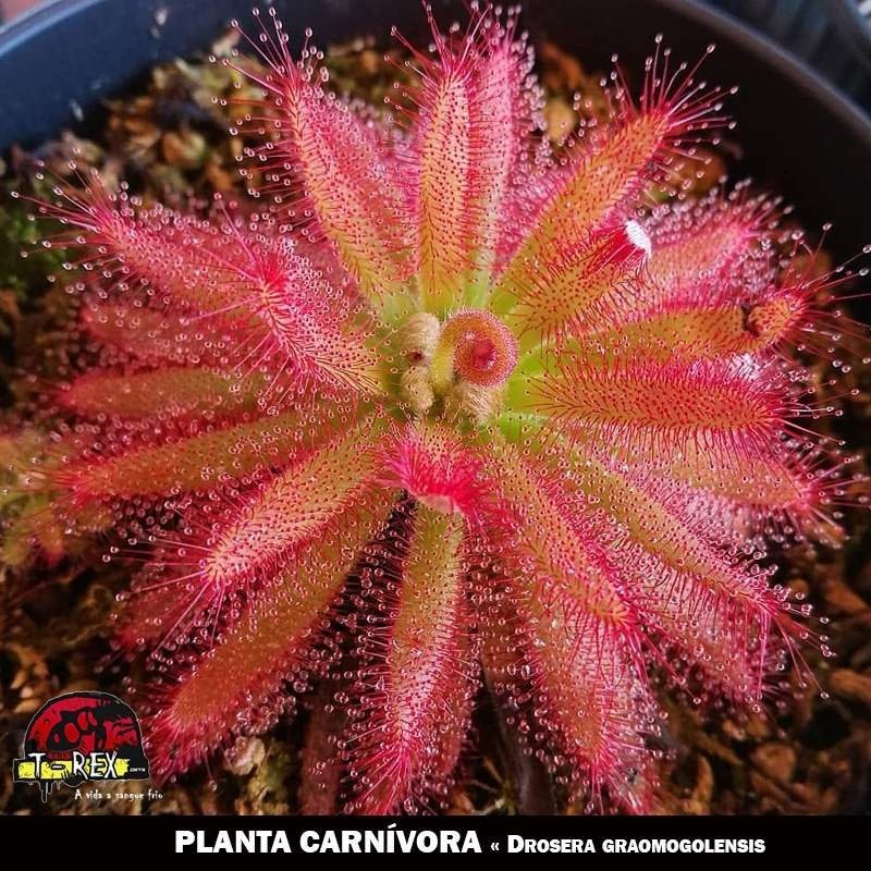 Planta Carnívora Drosera Graomogolensis
