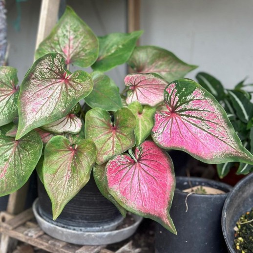 comprar muda de caladium elisa