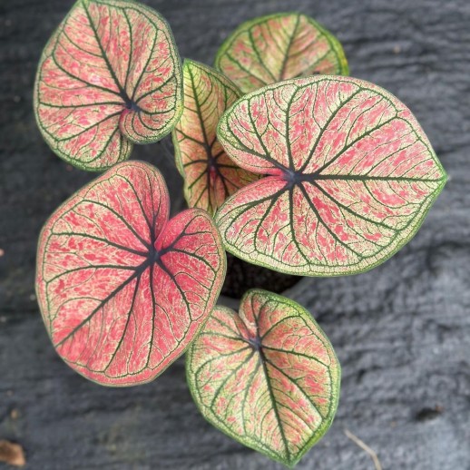 comprar muda de caladium gisele