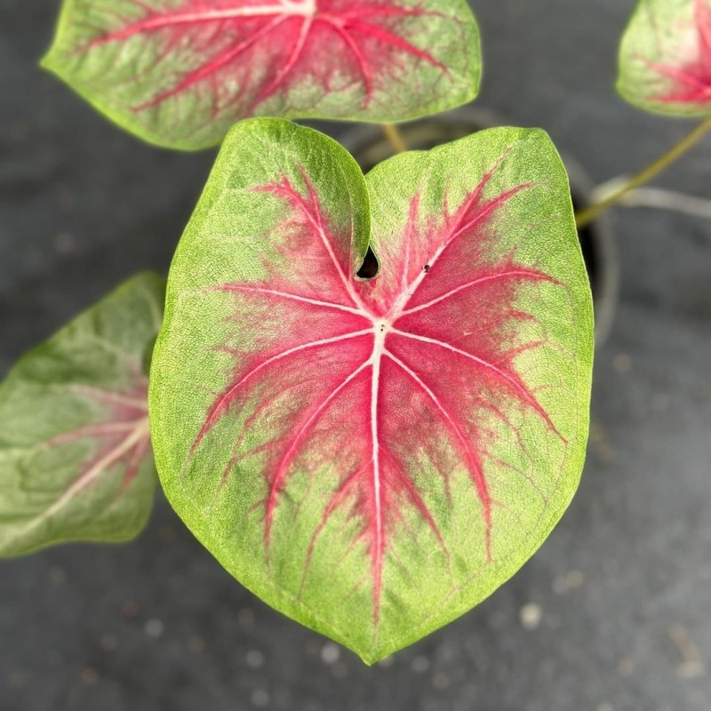 comprar muda de caladium helena