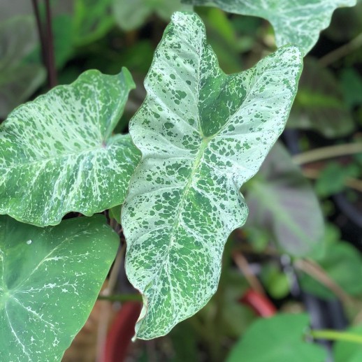 comprar muda de caladium leonor