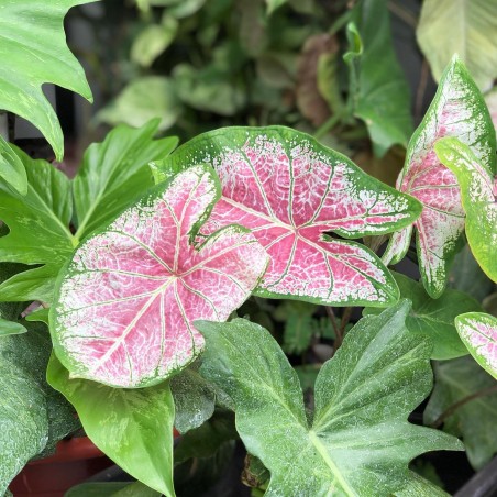 comprar muda de caladium sílvia