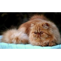 Compre Gato Persa | Gatos Persas Puros e Saudáveis